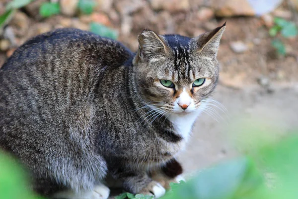 香港花园街头猫 — 图库照片