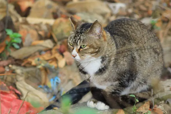 Gato de rua no jardim hong kong — Fotografia de Stock