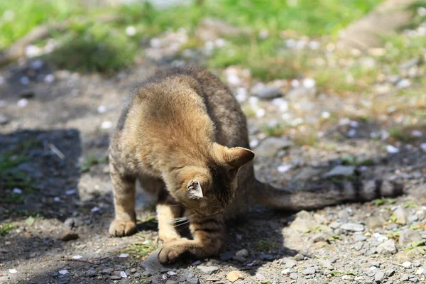 Kyoto Japonya evsiz kedi — Stok fotoğraf