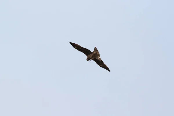 Örnen flyger i den blå himlen — Stockfoto