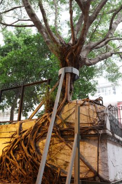 duvar üzerinde büyüyen ağaç