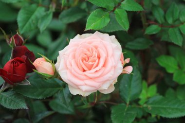 gül çiçek bahçesi