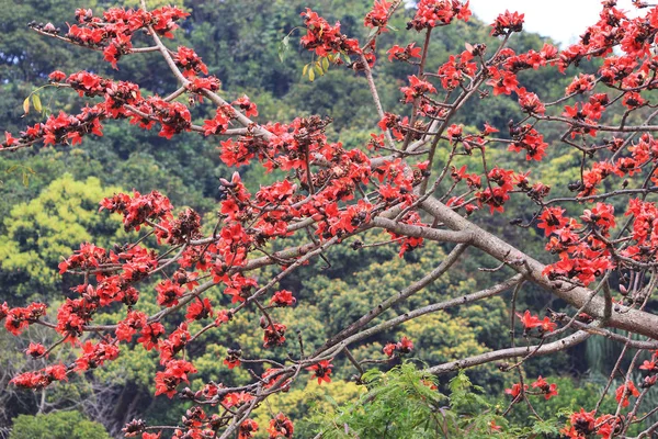 Flores da árvore de algodão de seda vermelha — Fotografia de Stock