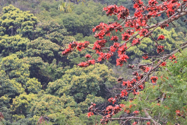 Kwiaty drzewa czerwony bawełna jedwab — Zdjęcie stockowe