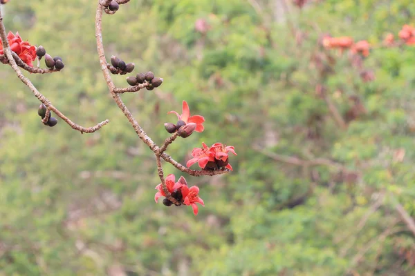 Blüten des roten Seidenbaumwollbaums — Stockfoto