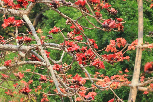 Flores del árbol de algodón de seda rojo — Foto de Stock