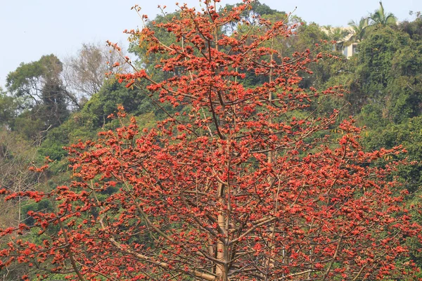 빨간 실크 면 나무의 꽃 — 스톡 사진