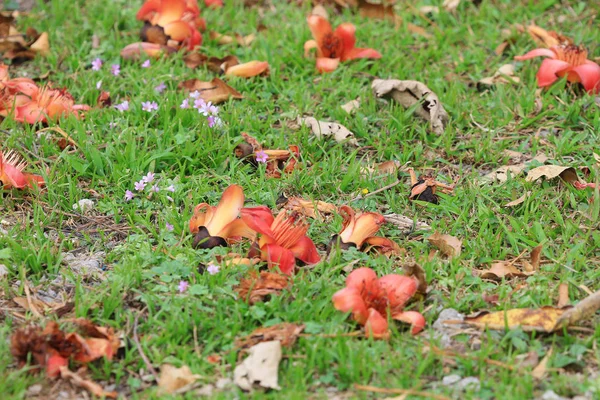 Bombax Ceiba deita-se no chão — Fotografia de Stock