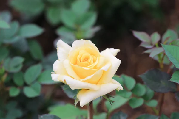 Die Rosenblume im Garten — Stockfoto