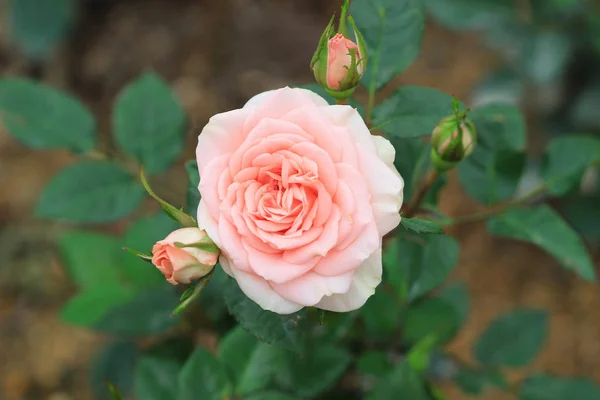 The rose flower at the garden — Stock Photo, Image