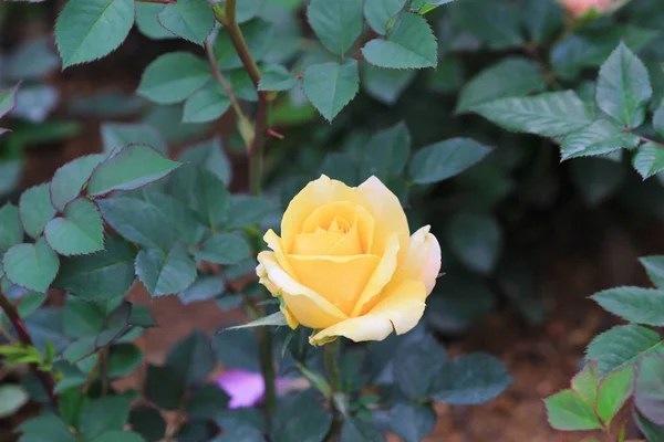 The rose flower at the garden — Stock Photo, Image