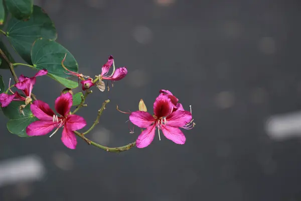 Mor Bauhinia çiçek çiçeklenme — Stok fotoğraf