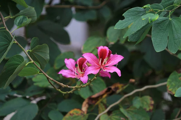 Fialová květina Bauhinia — Stock fotografie