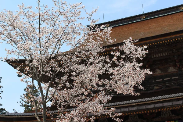 Fleurs de cerisier et vieilles maisons — Photo