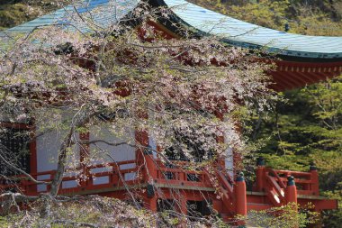 Daigoji Tapınağı Japon çiçek kiraz