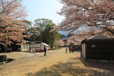 Kiraz ağacı çiçek açan Daigoji