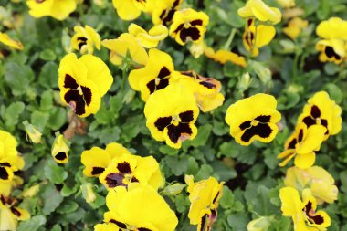 Homo çiçekler bahar yeşil sahada