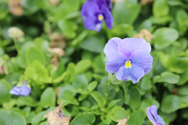 Viola tricolor pansy, záhon — Stock fotografie