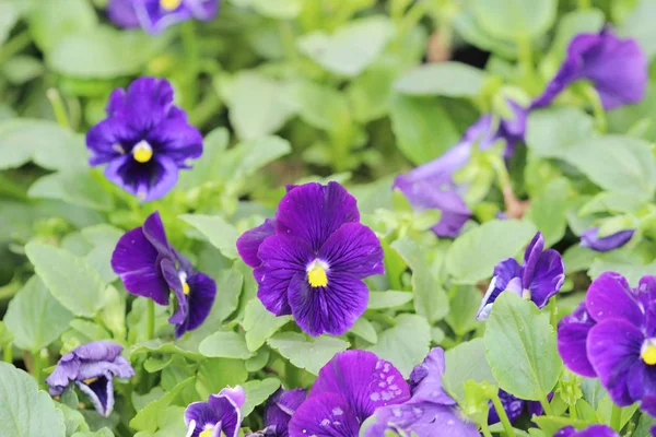 Closeup of violas or pansies at flower bed — Stock Photo, Image