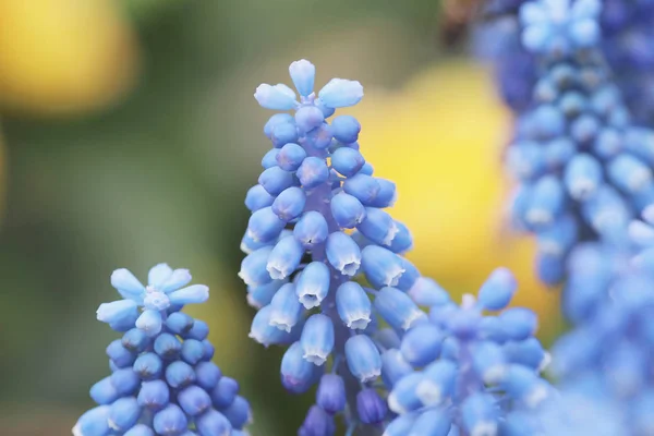 Los jacintos azules aislados en 2017 —  Fotos de Stock