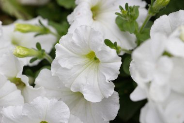 Çiçek açan Petunya boş, çiçek göster 