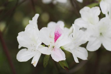 Ormangülü çiçek genel bir parkta