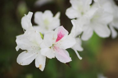 Ormangülü çiçek genel bir parkta