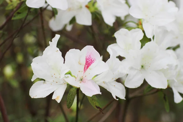 Rhododendron Flores em um parque público — Fotografia de Stock