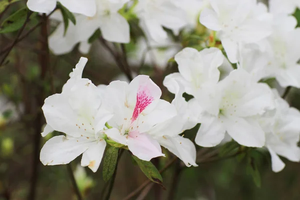 Rhododendron Fleurs dans un parc public — Photo