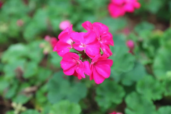 Cama de flores en el jardín en espectáculo flor — Foto de Stock