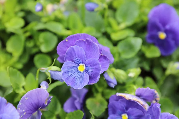 The viola tricolor pansy, flower bed — Stock Photo, Image