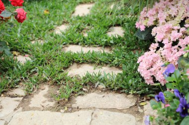 Çiçek göster hong kong Victoria Parkı'nda