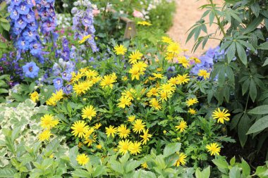 Çok yıllık Bahçe çiçek yatak bahar