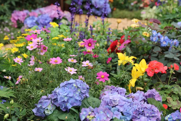 Perennial  garden flower bed in spring — Stock Photo, Image