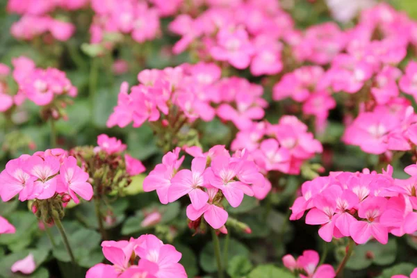 Macro di geranio pelargonio rosso rosa — Foto Stock