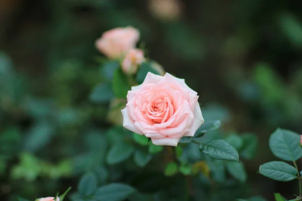 Rose in einem Rosengarten mit grünen Blättern. — Stockfoto