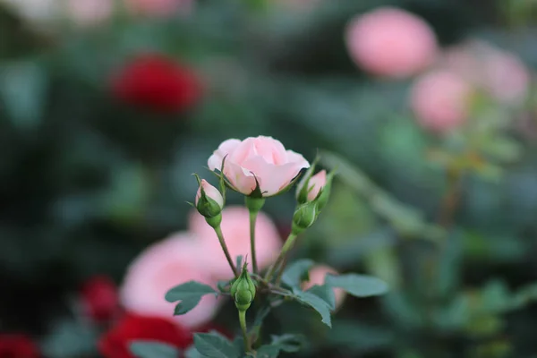 Rose in einem Rosengarten mit grünen Blättern. — Stockfoto