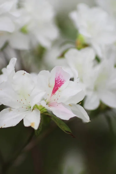 Rhododendron Fleurs dans un parc public — Photo