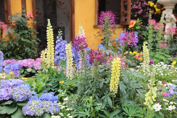 Flower - Canterbury Bells at flower show — Stock Photo, Image