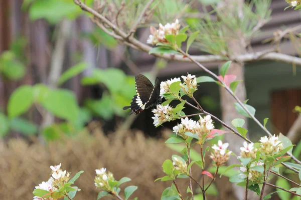 Schmetterling auf Blume bei fkiwer show — Stockfoto