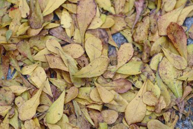 renkli halı kurutulmuş Sonbaharda yapraklar