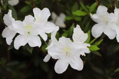 Ormangülü çiçek genel bir parkta