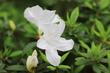 Ormangülü çiçek genel bir parkta