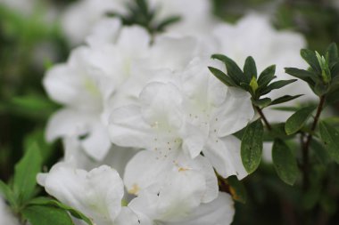 Ormangülü çiçek genel bir parkta