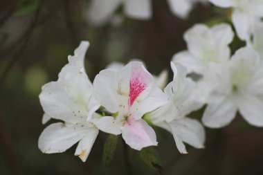 Ormangülü çiçek genel bir parkta
