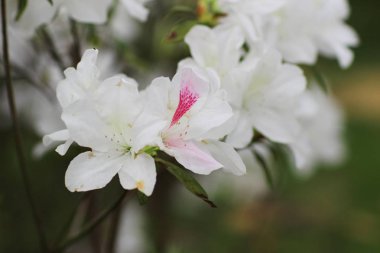 Ormangülü çiçek genel bir parkta