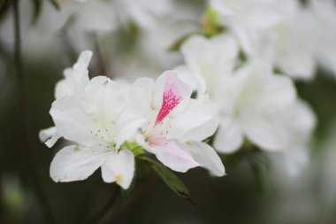 Ormangülü çiçek genel bir parkta