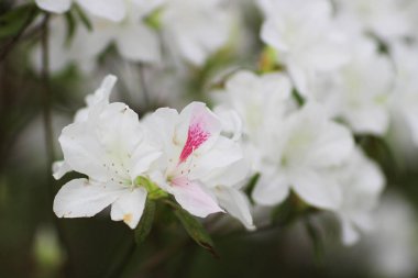 Ormangülü çiçek genel bir parkta
