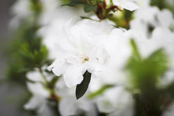 Rhododendron Fleurs dans un parc public — Photo