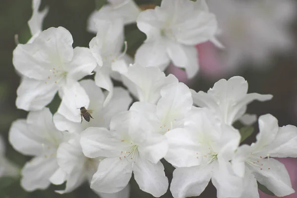 Rhododendron Fleurs dans un parc public — Photo